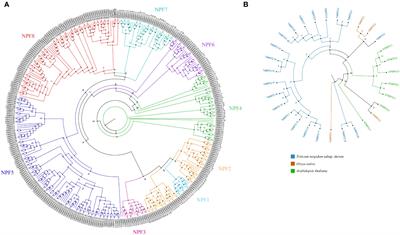 Exploring the genetic landscape of nitrogen uptake in durum wheat: genome-wide characterization and expression profiling of NPF and NRT2 gene families